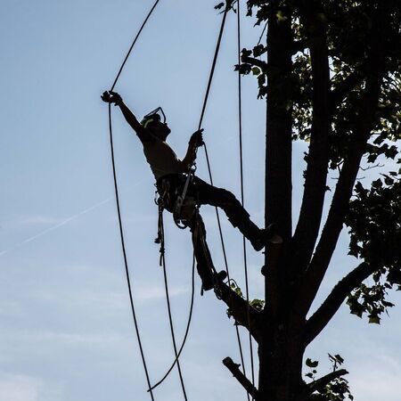sicheres Arbeiten im und um den Baum