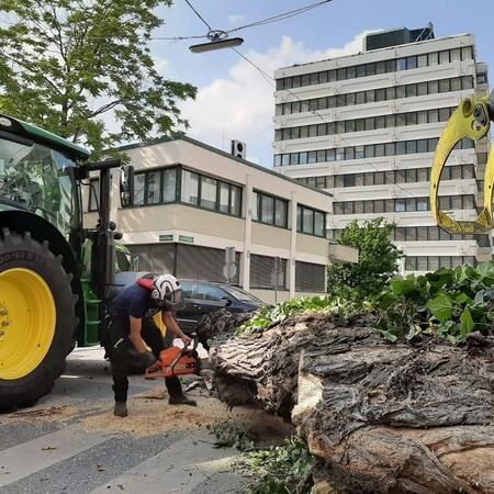 Baumabtragung in der Grazer Innenstadt