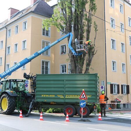 Baumabtragung in der Grazer Innenstadt